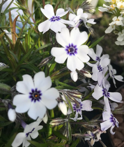 Phlox subulata 'Bavaria' 